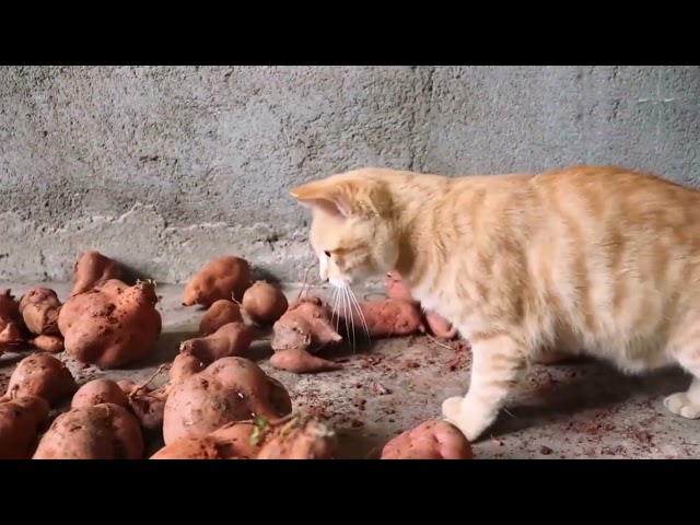 CAT AGAINST MOUSE | ASMR | THE CAT EATS THE LIVE MOUSE #video