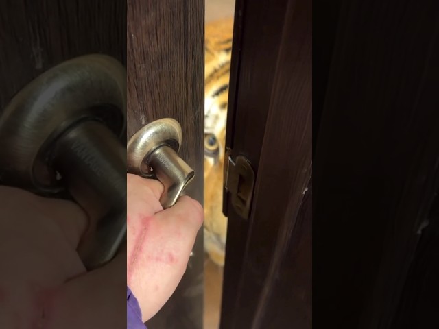 He Opened the Door… and Saw a TIGER! 🐅 #news #viralvideo