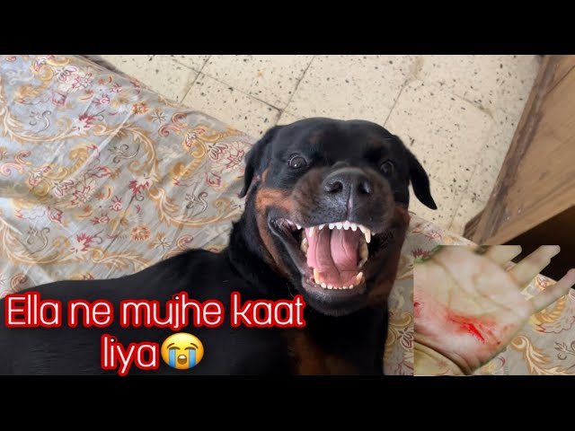 Irritating my dog gone wrong🥲 | Ella the rottweiler | Funny dog videos | Cute dog videos