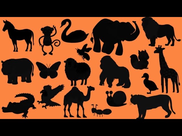 Qual Animal é Esse? Descubra Pela Sombra!  Vídeo de Aprendizagem de Animais para Crianças