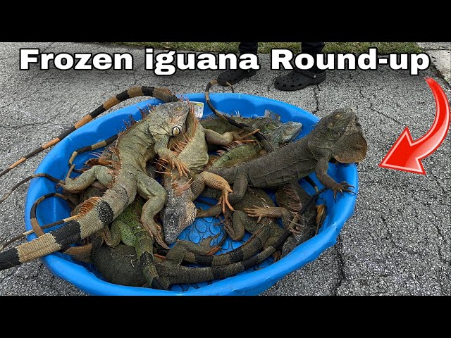 WILD FROZEN IGUANA ROUND UP . CATCHING INVASIVE SPECIES IN FLORIDA!