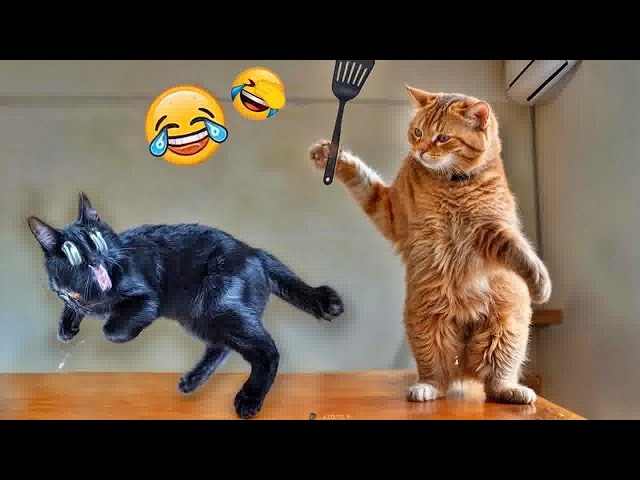 THE FUNNIEST PET VİDEOS OF THE YEAR! 🤣 | BEST COMPİLATİONS😻🐶PART 14