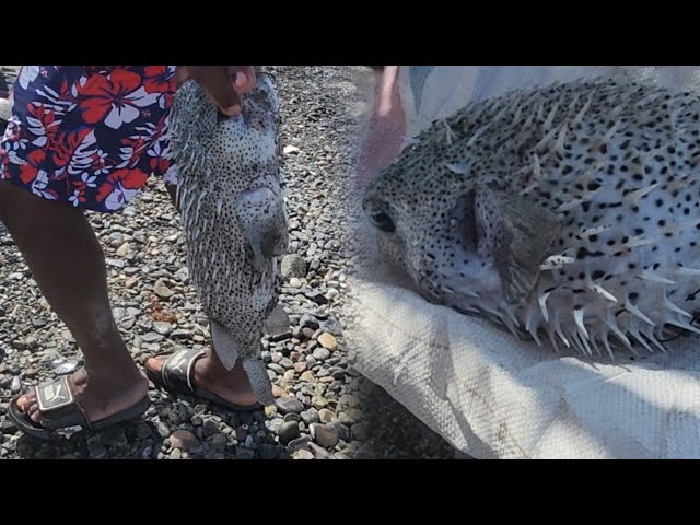 Catching Monster Soursop Fish At Sea Using Fishnet