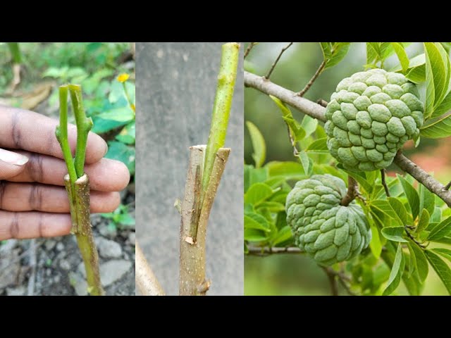 How To Grafting Custard Apple | Easy Technique For Custard Grow