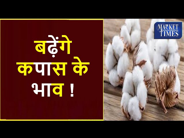 बढ़ेंगे कपास के भाव ! #cotton #kapas #kapasaajkabhav #mandi #price