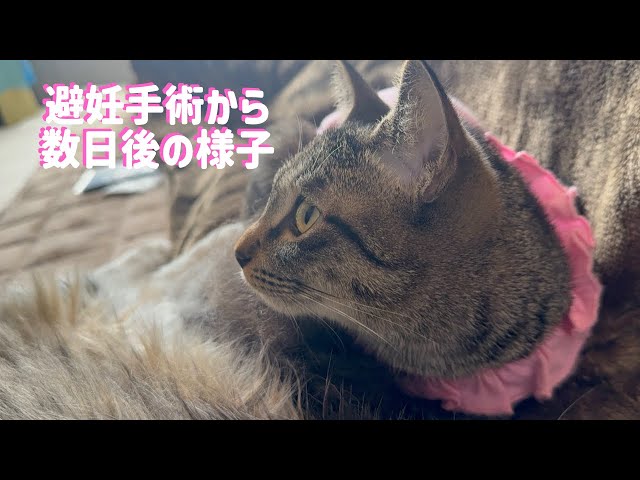 猫の術後服ってなんでこんなに可愛いの？術後の様子【元保護猫】