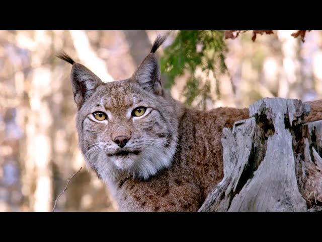 Wild France as you have never seen it - In the heart of French wildlife