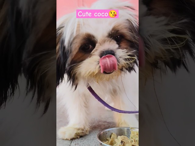 #coco#cutedog#doglover#youtubeshort#shortvideo#2025