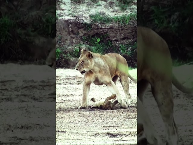 Funny Lion Cubs Growling While Playing With Its Mother (SAFARI - Kambula Lions Pride)