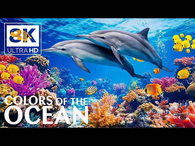 Marine Life 8K VIDEO (ULTRA HD) 🐠 Tranquility of Coral Reef Fish - Soothing Music for Sleep