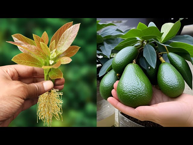 How to multiply avocado trees to grow roots 100x faster with aloe vera