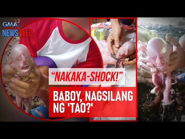 “Nakaka-shock!” Baboy, nagsilang ng 'tao?' | GMA Integrated Newsfeed