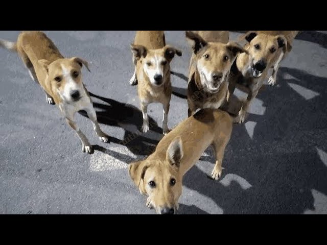 Stray dog love street dogs lovers | animals lovers | animals savers pet friends ❤️❤️❤️❤️❤️❤️❤️