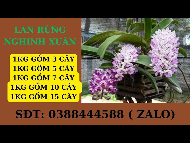 Lan rừng nghinh Xuân | nở hoa ngày Tết | Hà Lan Rừng 0388444588