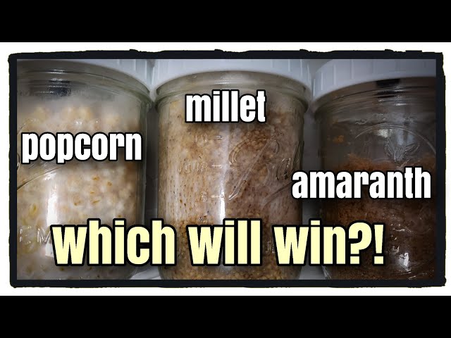 Spawn Grain Comparison: Millet, Popcorn, Amaranth (PART 2)