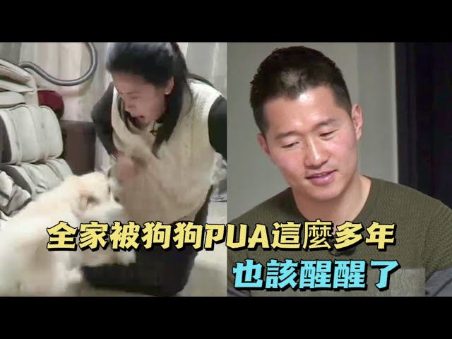 博美PUA母女四人，全家人被它控制的服服帖帖，訓犬師:你們該醒醒了