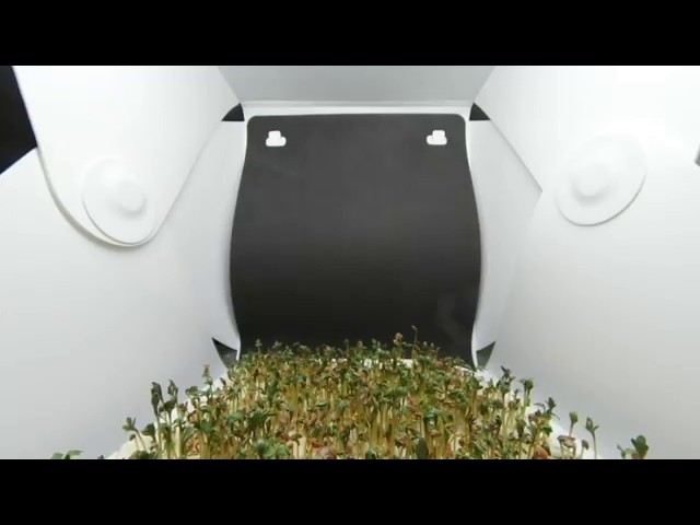 Garden Cress Time Lapse