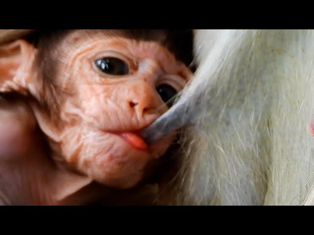 Nice Video Clip ! Very Hungry Milk Lovely Baby Monkey.