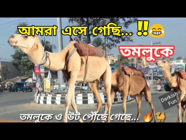 তমলুকে ও উট পৌঁছে গেল শেষ পর্যন্ত 😂| Camel Funny Video in Tamluk | Camel in Tamluk -Alhabibi #shorts