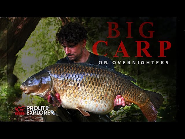 OVERNIGHTERS - Jake the Heron | a HUGE Common Carp