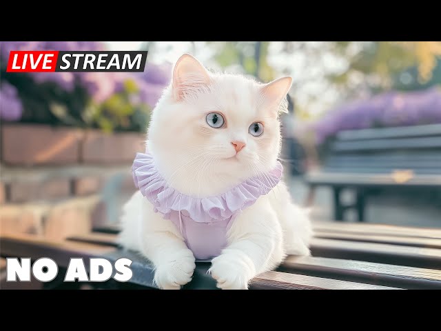 Music for Nervous Cats 2025 🎊 Best Soothing Music for Relaxing 💖 Music to Help Your Kitty Sleep