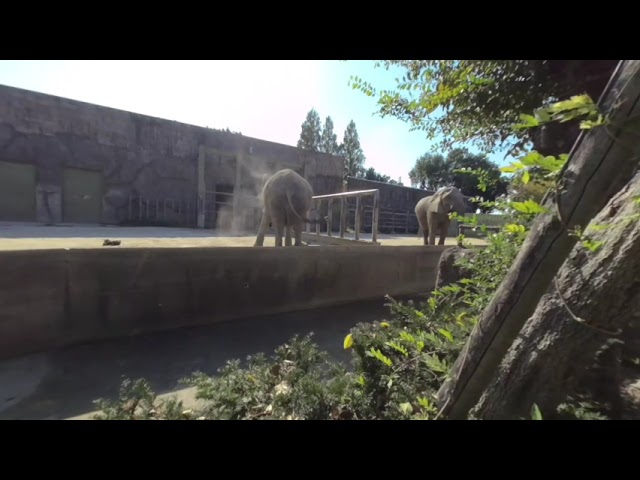 【東武動物公園】【VR180】ぞうさん