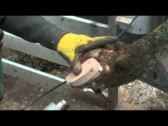 Cattle foot trimming