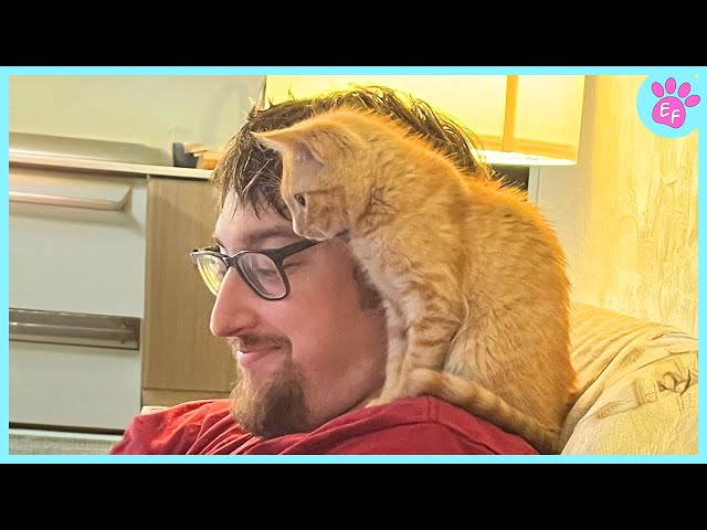 Melting Moments With Cute Cats ❤️ Cat and Human are BEST FRIENDS