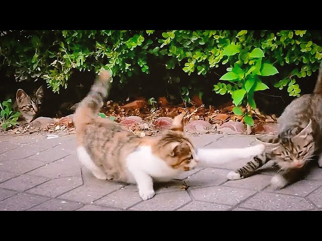 The tabby kitten left the protection of its mother and was bullied by other cats