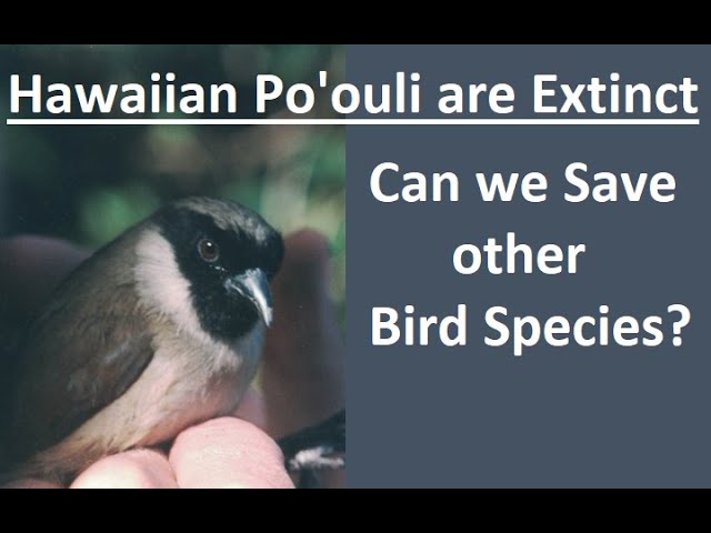 Hawaiian Po'ouli - Extinct in the Wild #birds #bird #facts #nature #wildlife #extinction #birding