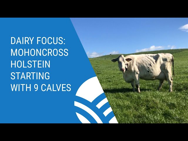 Dairy Focus: Mohoncross Holstein starting with 9 calves