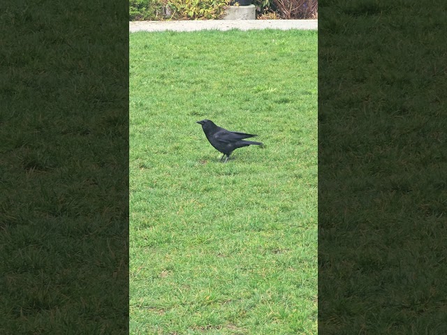 A Crow Cawing In Seattle 4K