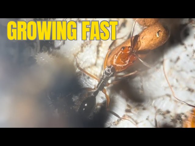 Fast growing trap jaw ants - Odontomachus erythrocephalus update