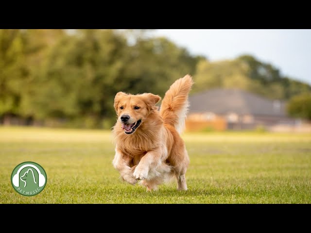 Relaxing music for dogs🐶Stress Relief Music,Relaxation Music🎵Dog's Favorite Music.