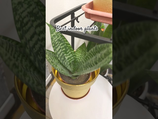 Best 👍indoor plants🤗 #gardening  #youtubeshorts #shorts  #viralvideo