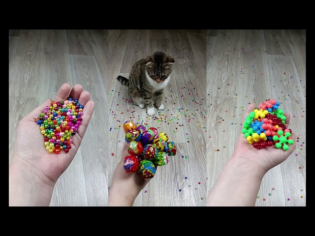 Cat Marbles Satisfying Reverse Video ASMR Funny Video