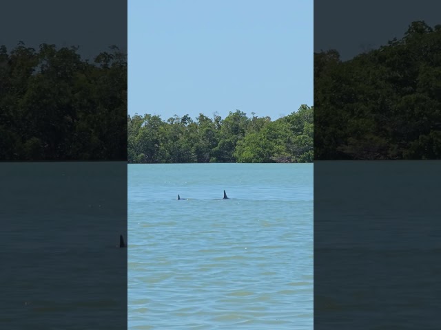 paddle board and nature(3)