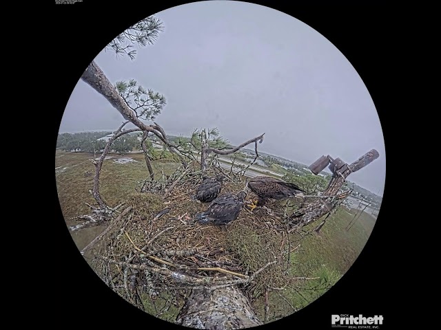 Southwest Florida Eagle Cam - Cam 360