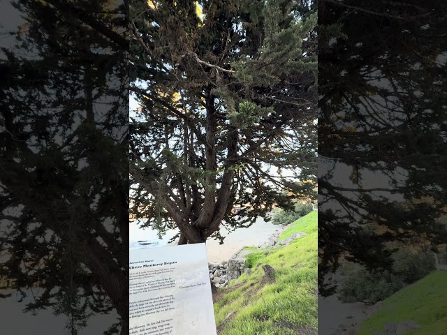 Tree in Monterey, California