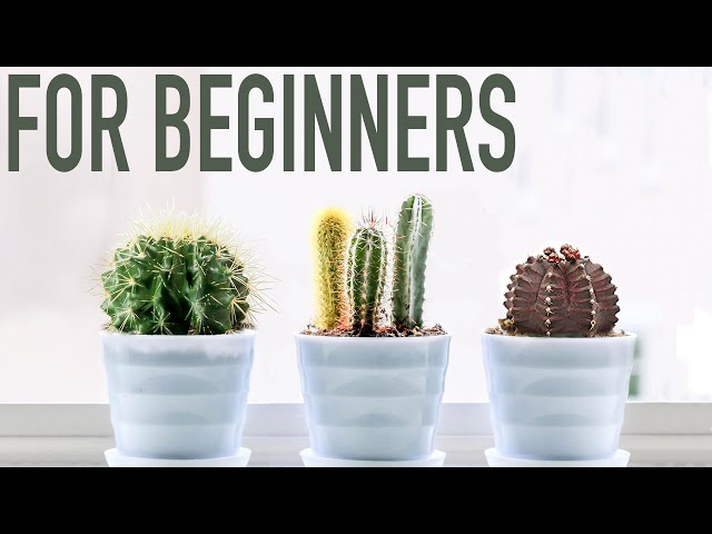 3 EASY CACTI FOR BEGINNERS