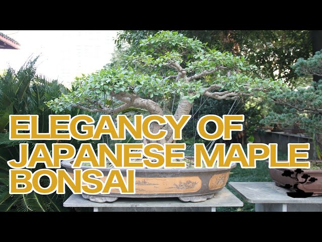 The Elegancy of The Japanese Maple Bonsai