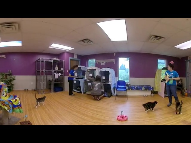 360 video: Ulster County SPCA cat room FAST-MODE