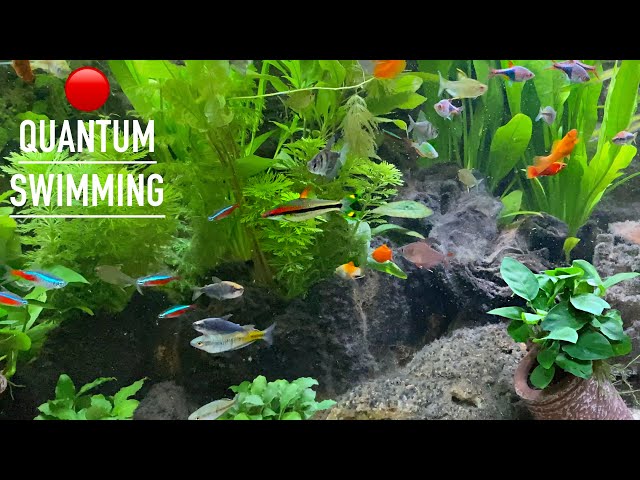 QUANTUM INVERTED AQUARIUM 🔶 SCREENSAVER 4K 500 Fishes | NO MUSIC 2 HOURS RELAXING #TENET #MEDITATION