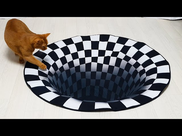 Cats vs 3D Hole | Optical Illusion