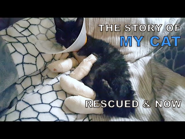 The Story of My Cats (Rescued & Now)