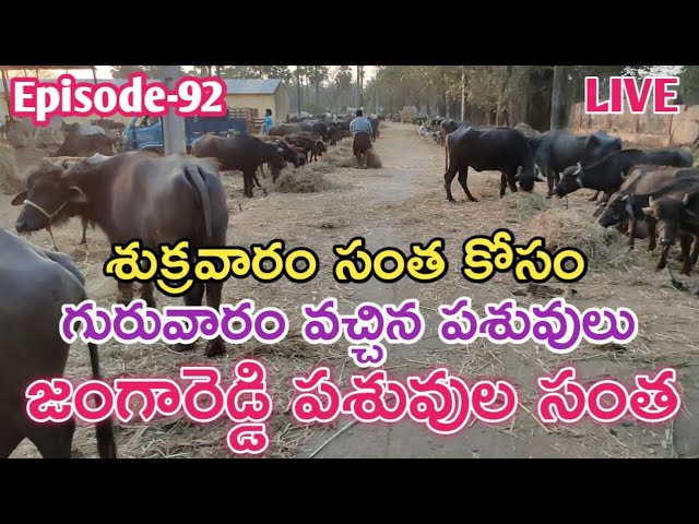 జంగారెడ్డి పశువుల సంత | Jangareddi Buffalo Market | Jangareddi Buffaloes Info @jainkisan