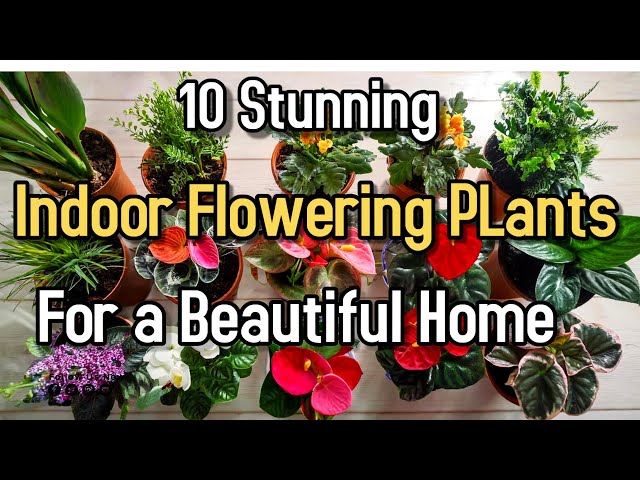 10 Popular Indoor  Flowering plants