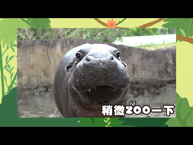 【稍微Zoo一下】侏儒河馬