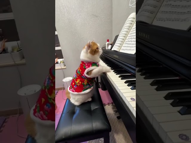 Cat like music|Billi ke Bache | Cat Cartoon | Cat Meowing | Cat | Kittens | Cat Videos  Meow Meow