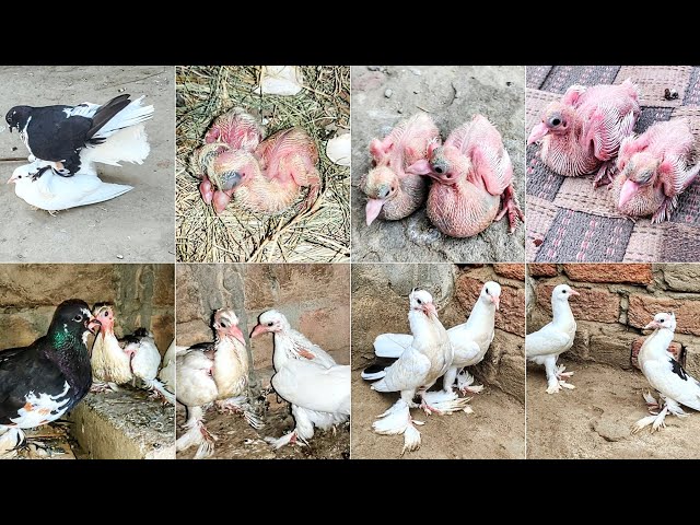 Growth Pigeons Baby Day By Day 31 Days Progress Successful | Rare Pigeons